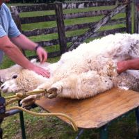 Shearing time