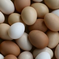 Eggs!