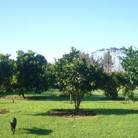 The orchard (and Banana the cat)
