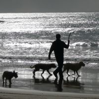The dogs' fabourite pastime