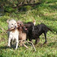 The 3 dogs