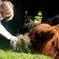 Feeding the Highlanders