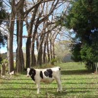 The farm