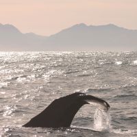 Whale watching at Kaikoura
