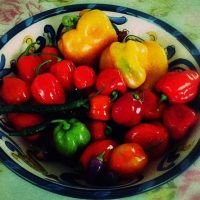 Chillies!