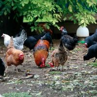Hypnotizing Chickens