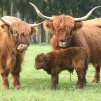 3 Generations of Highlander