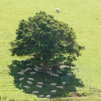 Sheep.