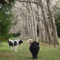 Steers!