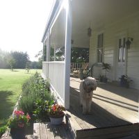Brodie on the deck