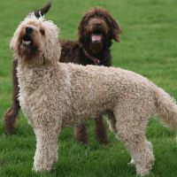 Brodie and Lulah