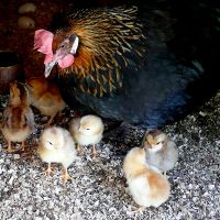 New Chicks