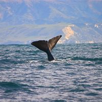Whale watching at Kaikoura