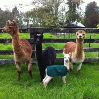 Truffle, Vienna and Cocoa, with a very new Herbie