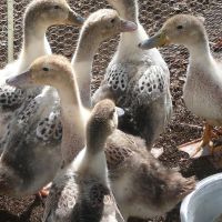 Hello Ducks!