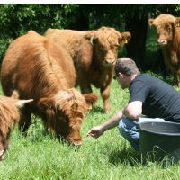Feeding the Highlanders